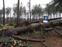 Après le passage de Klaus : Préparer un plan global pour les forêts 