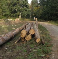 Protocole FNB-ONF-FNCOFOR pour la commercialisation des bois issus des forêts publiques