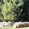 Europe et filière forêt-bois : un soutien majeur