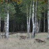 Chasse: le «déséquilibre sylvo-cynégétique» en question