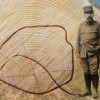 La forêt et le bois au cœur des commémorations du centenaire de la Grande Guerre