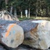 Transformer en France le bois français : un enjeu de filière