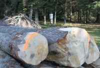 Transformer en France le bois français : un enjeu de filière