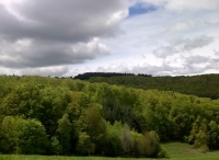 Gestion des forêts communales : la Fédération nationale consultera ses adhérents