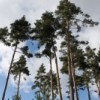 Filière forêt bois méditérranéenne: 8.280 salariés