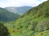 Les élus de la montagne adoptent une motion en faveur des forêts des collectivités
