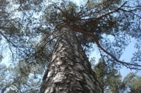 Réunion du Conseil supérieur de la forêt et du Bois