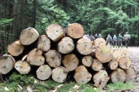 Plus les communes mobilisent de bois, moins elles touchent de DGF!