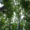 France Bois Forêt: Dominique Jarlier élu président du comité de développement et de la communication
