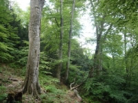 Congrès de l'ANEM : les élus de la montagne soutiennent leurs collègues élus forestiers