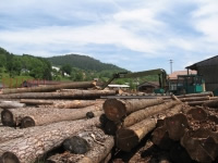 Développement de la filière : la FNB salue les Communes forestières pour leur soutien
