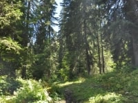 France Bois Forêt (FBF) soutient les projets des Communes forestières