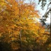 La révision de la charte de la forêt communale est engagée