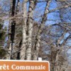 Assurance des forêts communales : quelques précisions