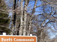 Assurance des forêts communales : quelques précisions