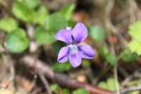 Natura 2000 et pertes de recettes fiscales : appel à témoignage des élus