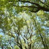 Politique forestière : nos engagements, juin 2012