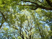 Politique forestière : nos engagements, juin 2012