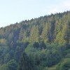 Fonds stratégique de la forêt et du bois : le ministre annonce des moyens supplémentaires