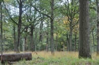 Oui, nous coupons du bois dans nos forêts mais pas n'importe comment !