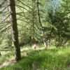 Projet de décret dans les forêts de protection : consultation le jeudi 16 février