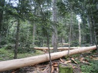 Le Programme national de la Forêt et du Bois approuvé par décret