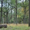 Certification PEFC : les forêts communales plus dans l'action que la critique