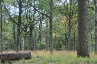Certification PEFC : les forêts communales plus dans l'action que la critique