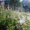 Les Communes forestières au Comité national de la biodiversité