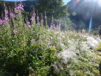 Les Communes forestières au Comité national de la biodiversité