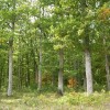 Ventes de grumes de chêne : pas d'exportation avant valorisation dans les territoires