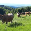 Création d'un groupe de travail sylvo-pastoralisme