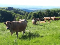 Création d'un groupe de travail sylvo-pastoralisme