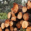 Le pin d'Alep, un pionnier au nouvel avenir dans la construction