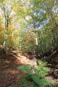 Le Régime forestier ou « l'esprit de la loi »