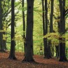 Plan feuillu : nos contributions