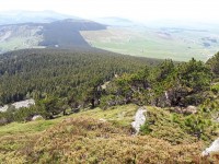 La filière bois Massif central : un potentiel pour le développement local