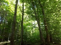 En pleine responsabilité, les Communes forestières votent contre le budget de l'ONF