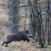 Peste porcine : déploiement de mesures fortes