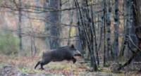 Peste porcine : déploiement de mesures fortes