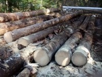 Crises sanitaires et risques en forêts : les Communes forestières alertent l'Etat