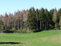 "Réchauffement climatique: nos forêts sont-elles condamnées à mourir?" à écouter sur France culture