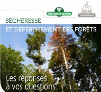 Sécheresse et dépérissement des forêts: les réponses à vos questions