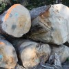 Ventes de bois en ligne: le dispositif est opérationnel