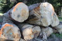 Ventes de bois en ligne: le dispositif est opérationnel