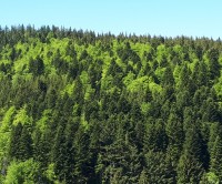Signez notre APPEL pour la sauvegarde des forêts françaises