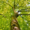 Annulation et report des Rencontres nationales des territoires forestiers en 2021