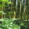 Fil d'infos COVID-19 Communes forestières n°1