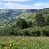 Pour un nouveau programme Montagne avec le bois au coeur de la relance des massifs