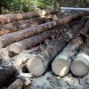 Scolytes : prolongation de l'aide pour l'évacuation des bois jusqu'au 31 décembre